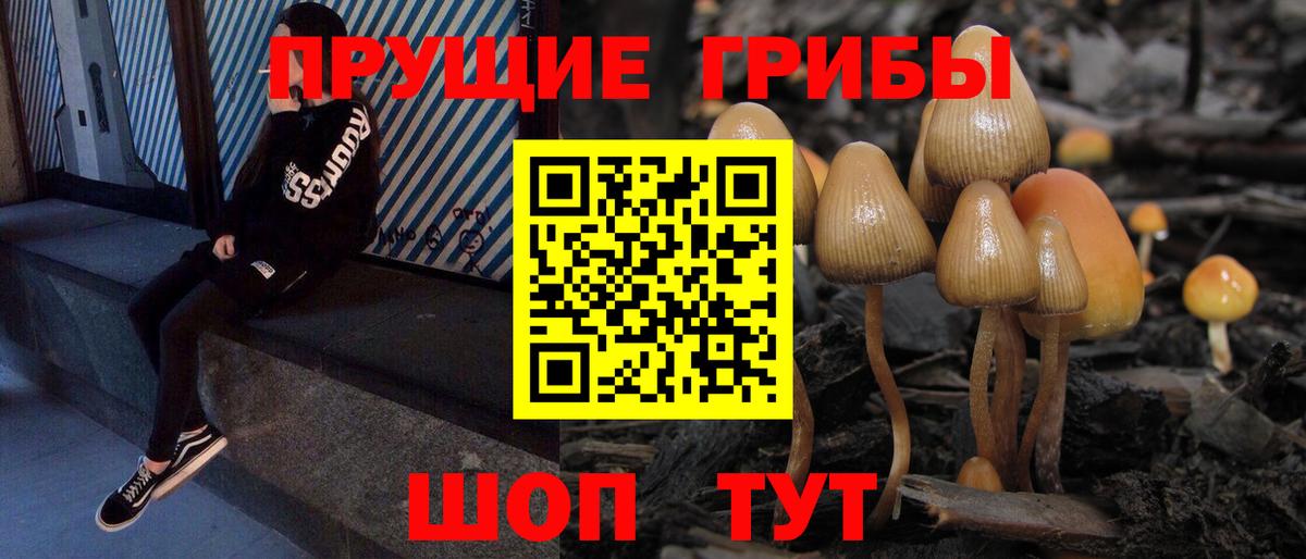где продают   Вход с VPN  Щёлково  Псилоцибиновые грибы Psilocybine cubensis 