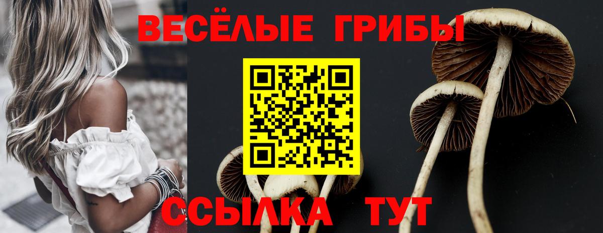 Псилоцибиновые грибы Psilocybe Щёлково